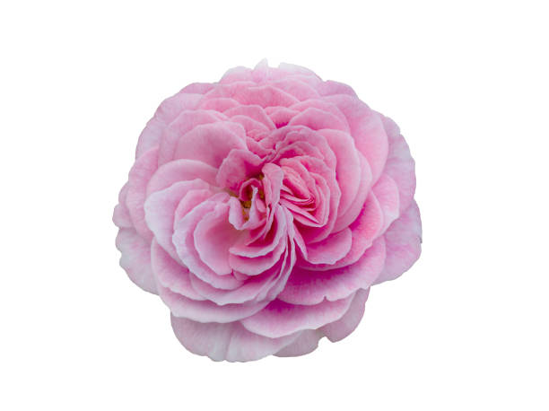istock Fresh beautiful pink rose isolated on white background 2200663168
