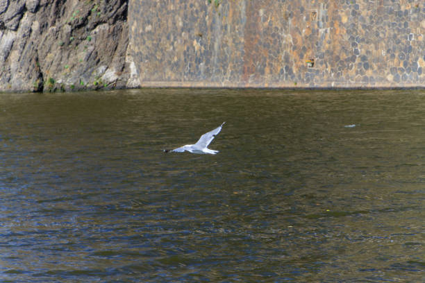 Vltava River. Seagull flying in the sky. Prague. Czech Republic