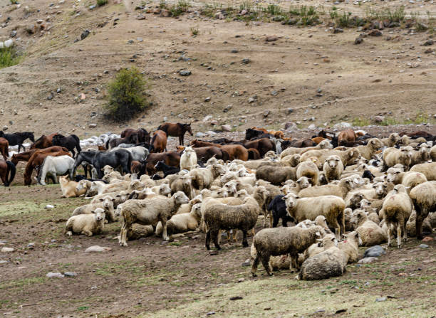istock a flock of sheep on a pasture in the mountains 2200663894