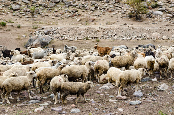 istock a flock of sheep on a pasture in the mountains 2200663896