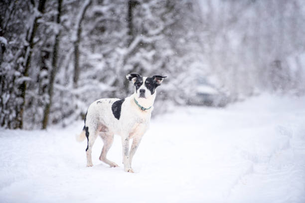 istock Big rescued dog on the snow 2200665727