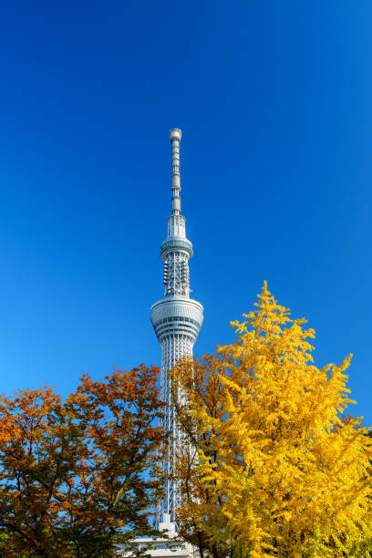 istock Tokyo Skytree with Yellow Leaves under Blue Sky 2200665776
