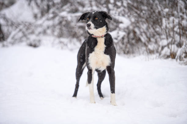 istock Rescued dog on the snowy meadow 2200666070