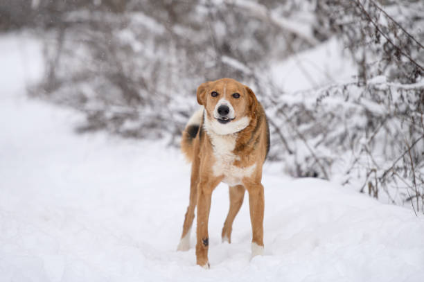 istock Rescued dog  on the regular walk on heavy snow 2200666071