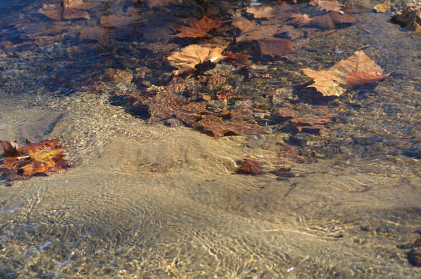 Leaves floating in Clear water with rocks and sandy bottom close up