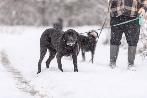 istock Two rescued dogs on the snowy meadow 2200667838