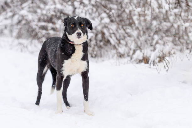 istock Rescued dog on the snowy meadow 2200667839