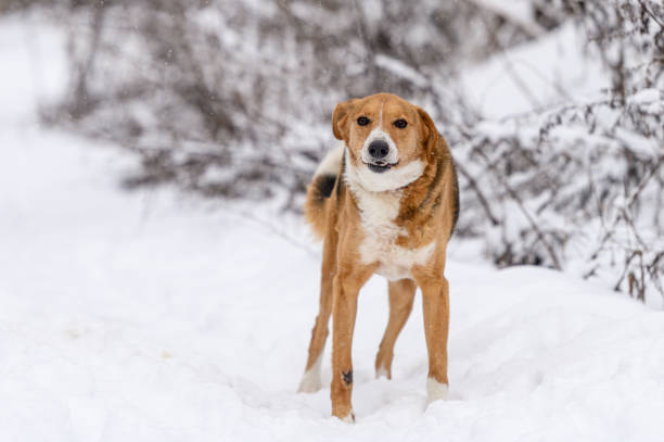 istock Rescued dog on the snowy meadow 2200669827