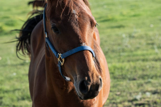 istock Horse close-up in South Dakota 2200670168