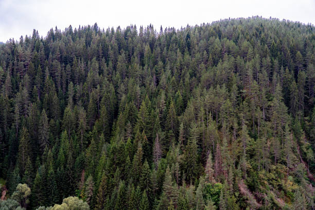 istock Evergreen trees covering a mountainside in the Rodopes Mountains, Bulgaria, creating a tranquil and natural landscape 2200671809