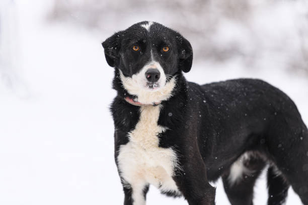 istock Rescued dog on the snowy meadow 2200673304