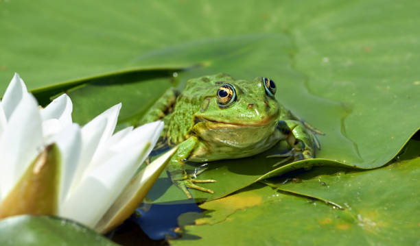 istock Marsh frog in a wild lake on a water lily leaf 2200673997