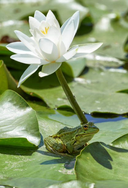 Marsh frog sits in a wild lake on a green leaf under a water lily flower on a hot summer day.