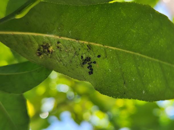 istock Small black aphids cluster on the underside of the kaffir lime leaf, sucking the sap and weakening the surface, while ants roam the area in search of the sweet liquid excreted by the insects. 2200677149