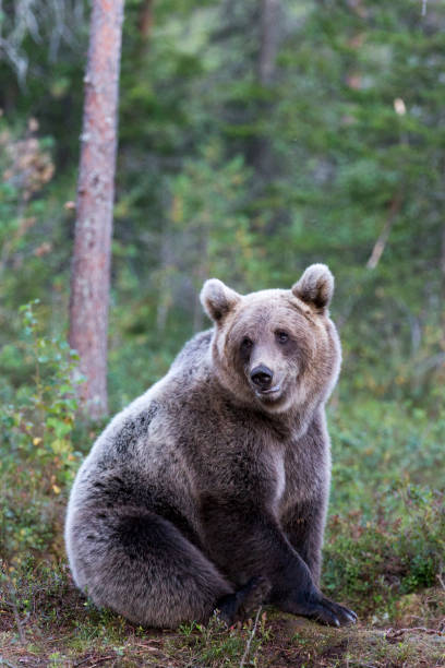 istock A photo of brown bear during summer 2200678237