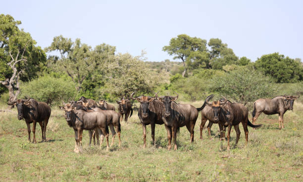 istock Streifengnu / Blue wildebeest / Connochaetes taurinus 2200678484