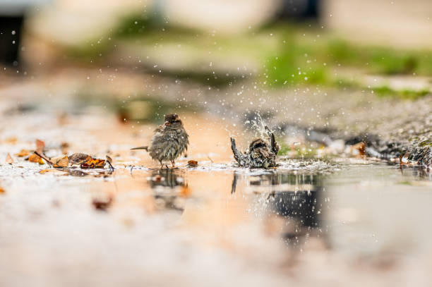 istock Small sparrow washing in a street pond.. 2200679629