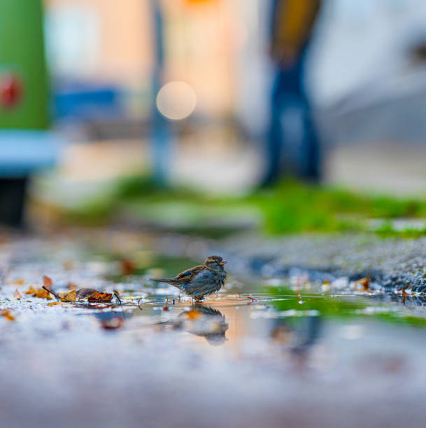 Small sparrow washing in a street pond.