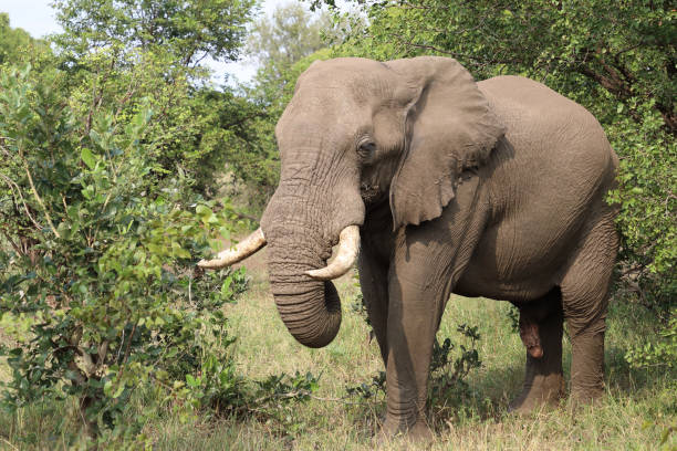 istock Afrikanischer Elefant / African elephant / Loxodonta africana 2200680308