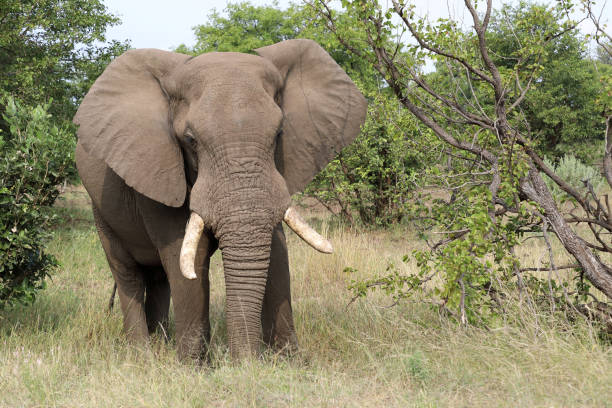 istock Afrikanischer Elefant / African elephant / Loxodonta africana 2200680557