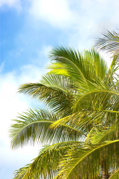 Vivid green palm fronds stretch out beautifully under a clear blue sky with faint white clouds. The natural beauty of this tropical scene evokes a sense of relaxation and an exotic getaway.