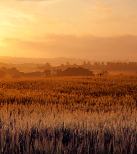 A stunning landscape featuring a lush wheat field illuminated by the golden glow of a setting sun. The gentle hills and silhouettes of distant trees add depth and serenity to the scene.