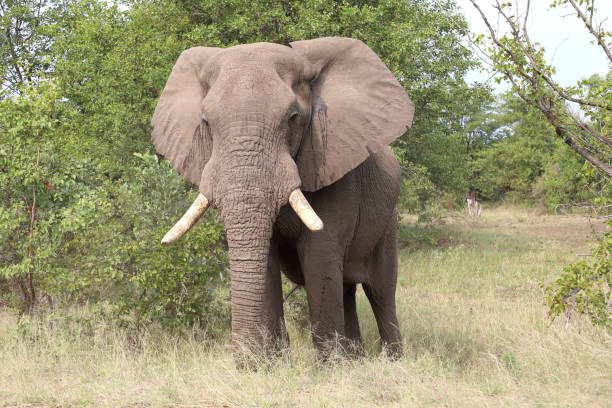 istock Afrikanischer Elefant / African elephant / Loxodonta africana 2200681166