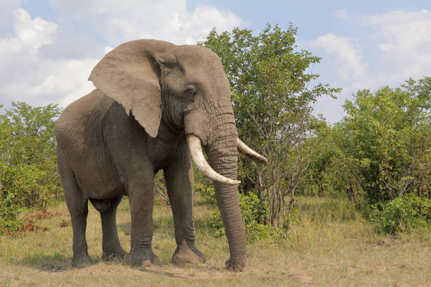 istock Afrikanischer Elefant / African elephant / Loxodonta africana 2200681744