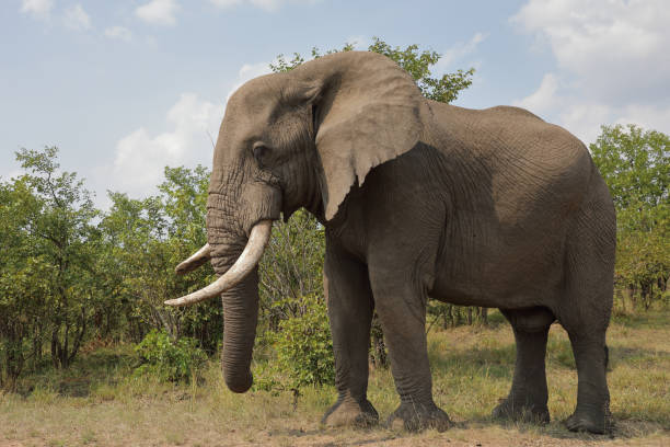 istock Afrikanischer Elefant / African elephant / Loxodonta africana 2200681745