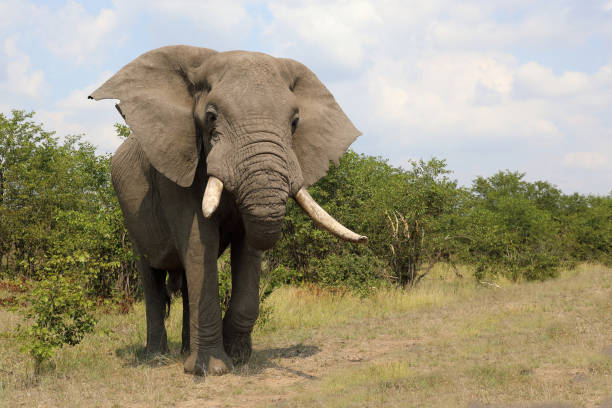 Closeup of African Elephant (scientific name: Loxodonta africana, or Tembo in Swaheli) image taken on Safari located in the Serengeti/Tarangire, Lake Manyara, Ngorogoro National park, Tanzania
