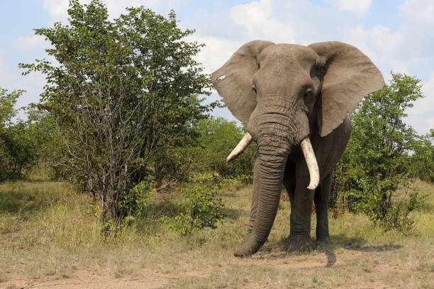 istock Afrikanischer Elefant / African elephant / Loxodonta africana 2200681926