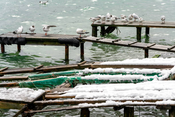 Seagulls on a snow-covered wooden pier in the Bosphorus.Seagulls stand still on the snowy pier, conserving energy in the cold. The greenish waters of the Bosphorus contrast with the white snow.
