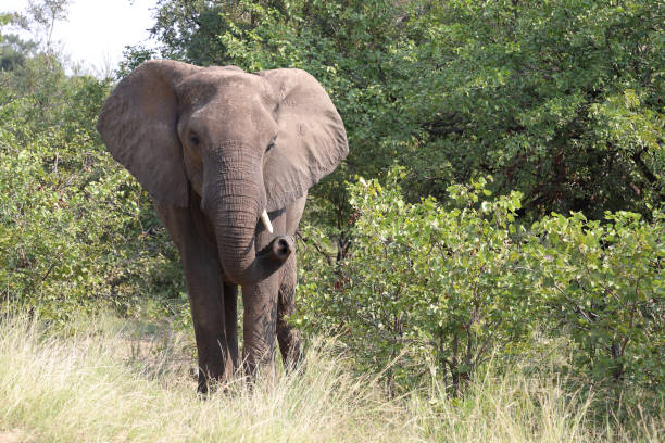 istock Afrikanischer Elefant / African elephant / Loxodonta africana 2200682019