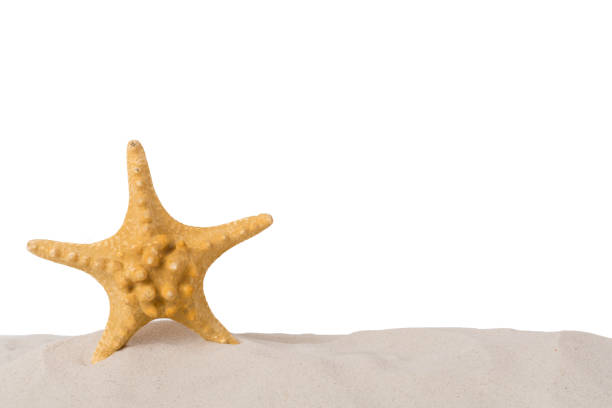 istock Starfish on sand against isolated background 2200682448