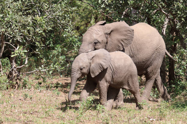 istock Afrikanischer Elefant / African elephant / Loxodonta africana 2200682796
