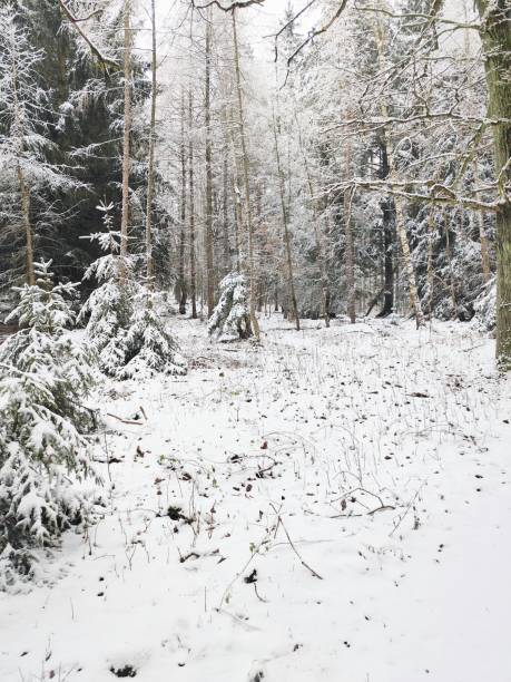 istock Beautiful snow-covered winter forest in the Czech Republic 2200682821