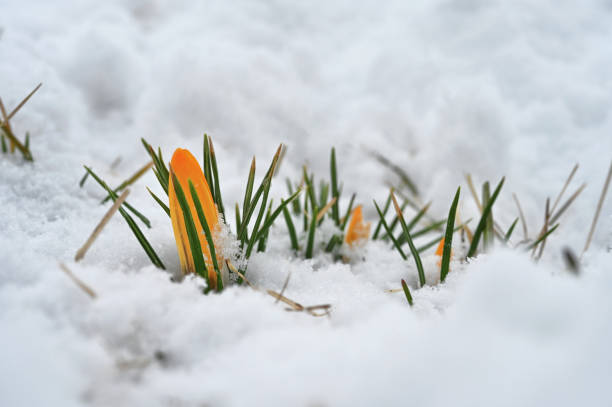 close-up view with lovely crocus flowers in spring, blossoming through snow