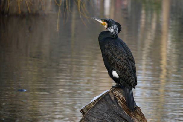 Cormorant Phalacrocorax carbo. Cormorant in the habitat, on the river bank. Close-up.
