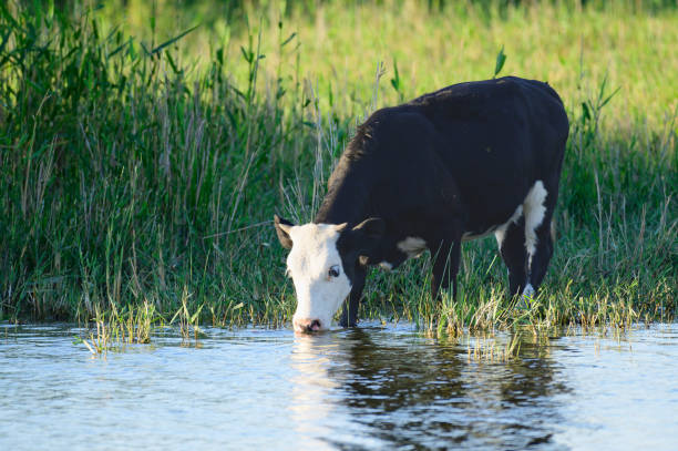 one cow stands in the water of a pond on a hot summer day, steppe and mountains. Bayanaul National Park In Kazakhstan