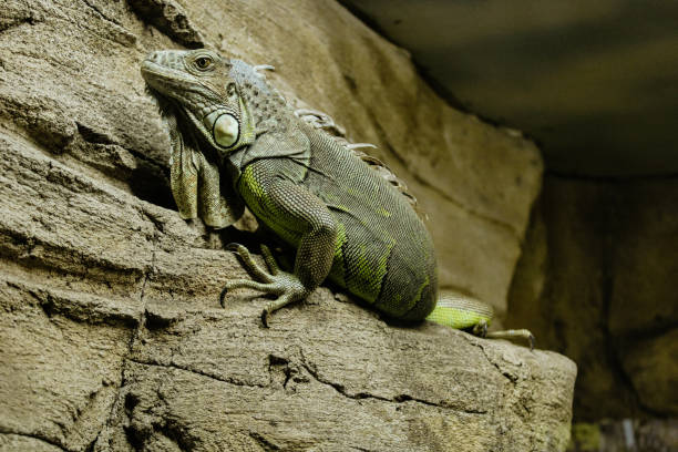 This iguana blends seamlessly with the rocky environment showcasing its natural camouflage and reptilian texture.