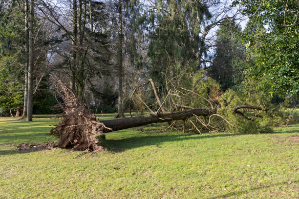 istock Fallen Uprooted Tree in Public Park Blown Down Storm Eowyn Winds in Scotland, January 2025 2200689733