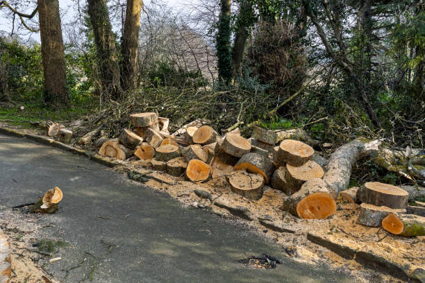 istock Tree Blown Down and Uprooted in Extreme Winter Storm Winds Blocking Park Hiking Path being Cut and Cleared Up 2200690277