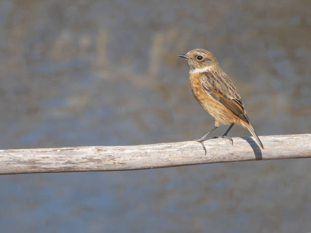 istock Cute female European stonechat bird 2200690350