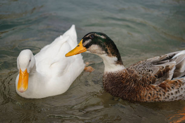 Close-up of two beautiful ducks swimming in a lake