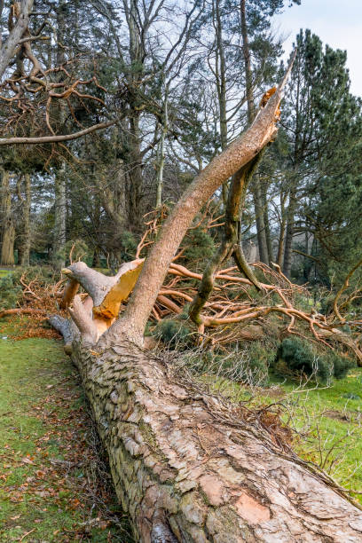 istock Fallen Uprooted Tree in Public Park Blown Down Storm Eowyn Winds in Scotland, January 2025 2200690754