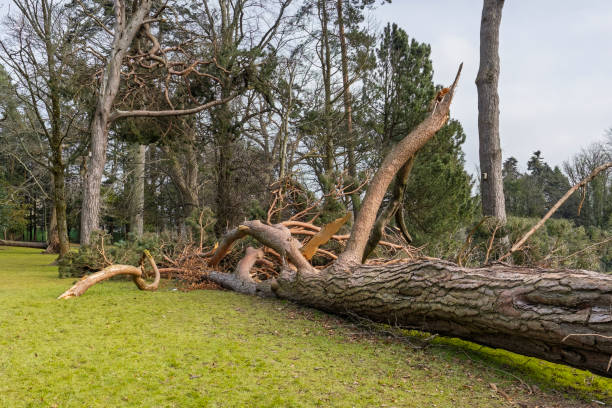 istock Fallen Uprooted Tree in Public Park Blown Down Storm Eowyn Winds in Scotland, January 2025 2200690757