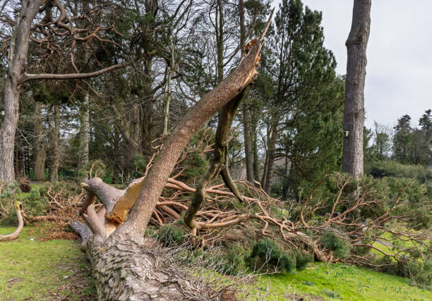 istock Fallen Uprooted Tree in Public Park Blown Down Storm Eowyn Winds in Scotland, January 2025 2200690758