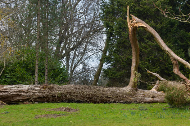 Large branch has fallen from tree, partially blocking residential pathway heavy rain after storm damage.