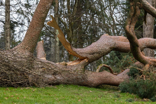 istock Fallen Uprooted Tree with Snapped Branch in Public Park Blown Down Storm Eowyn Winds 2200692001