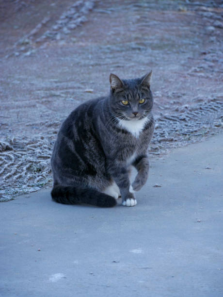 istock Cat portrait outdoors 2200692311